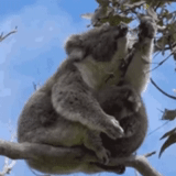 коала, alsaudiah, коала слон, коала малышом, коала детеныш дереве