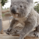 koala, koala, urso coala, animal coala, anão coala