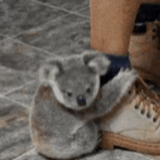 koala, koala, cubs carvão, animal coala, os animais mais fofos