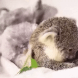 koala, el koala, cora bebé, cachorros koala, koala adopumi