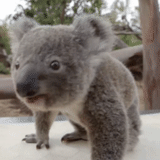 koala, animal de charbon, koala maison, petits charbons, koala nain