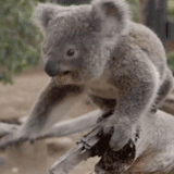 charbons, koala, charbons, animal de charbon, koala-1999 australie