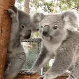 koala, cubs carbone, animale di coala, animali di koala, koala fatto in casa