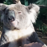 carvão, koala, eu sou um coala, animal coala, animais fofos