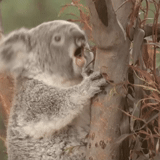 koala, koala fêmea, cubs carvão, animal coala, animais marsupiais de coala