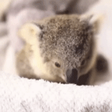 koala, cubs carbone, animale di coala, little koala, i cuccioli sono piccoli