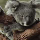 koala, koala dort, papillon koala, animal de charbon, koala dort un arbre