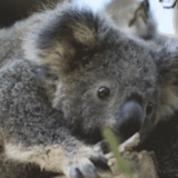 gify, koala, koala, koala morde, koala vista desaparecendo