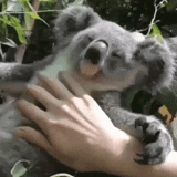 koala, koala, bear coala, coala animal, homemade koala