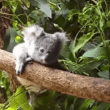 cora bebé, oso koala, koala animal, pequeño koala, coura trompeta
