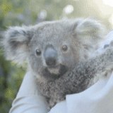 koala, koala, koala, koala avec une feuille, look koala frappeur