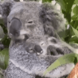 koala, koala tertidur, anak koala, ilya kovalchuk, koala hewan