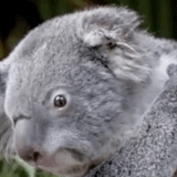 carvão, o coala, koala gif, coala fofo, animal coala