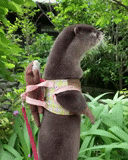 otter, animals, the animal is otter, cute animals, animals are funny