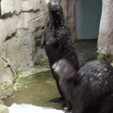 otter, zurück, seal moscow zoo, nordrobben im moskauer zoo
