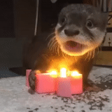 otter, lovely animals, the animals are cute, little otter, homemade is dear
