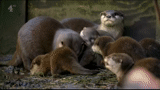 lontra, rio rego, cub de lontra, pequena lontra, cub do rio