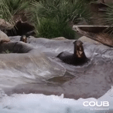lontra, anterior, o restante, beaver preto