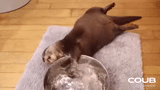 cat, otter, the animals are cute, riddown home video, extent home