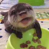 otter, otter, two otters, watch online