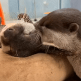 otter, otter, two otters, cubs are bargaining, otter is an animal