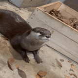 otter, otter, otter is an animal, the otter is ordinary