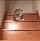 cat, the cats are funny, cute animals, funny animals, it goes down the stairs