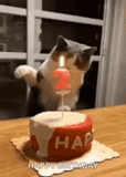 gato de bolo, vela de bolo de gato, o gatinho sopra a vela, gatos fofos são engraçados, o gato apagou a vela no bolo