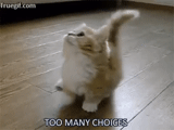 cat gif, funny cats, funny cats, dancing cat, short haired cat