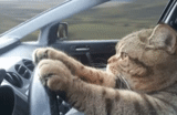 cat, in car, behind the wheel, the cat is driving, cat driving a car