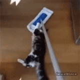 cat, cats, the cat is mop, cat with a mop, the cats are funny