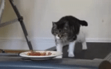 cat, kote, cat, animals are funny, endless gif