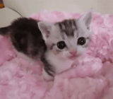 cat, kitty cat, cute kittens, lovely seal, a charming kitten