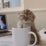 chat du matin, café pour chat, seal, une matinée rafraîchissante, bonjour cat