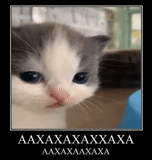 memes, gatos, kotik jeje, un meme de gatito, meme de gatito no platado