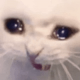 gatto, cat piangente, gatti shakal, il gatto piange con un meme, il gatto piange molto forte