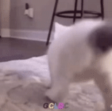 the cat is swirling, the cat lights, the cat is weighing, the kitten is dancing booty