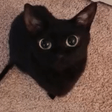 black cat, the cat is black, black kitten, funny black cat, black siamese cat