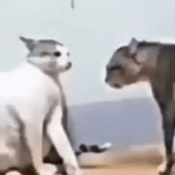 vídeo, pertarungan kucing, meme perselisihan, hewan itu lucu