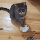 gato, gato, gato gato, o gato está impressionando, o gato pede comida