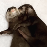 otter, otter cub, otter animal, otters embrace each other, otter