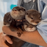 otter, little otter, otter, little otter, an otter becomes an otter