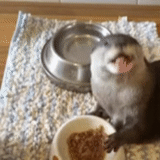 otter, animals, otter gif card, domestic otter, a cheerful animal
