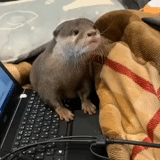 otter, domestic otter, little otter, otter home video, otter family conditions