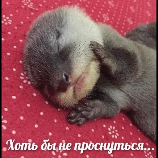 otter, животные, выдра спит, спящие выдры, детеныш выдры