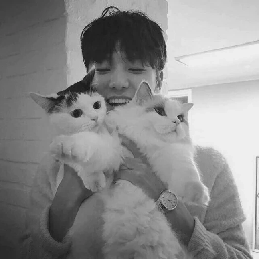 gatto, gatto, kang min, kang min hyuk, questi gatti cuties