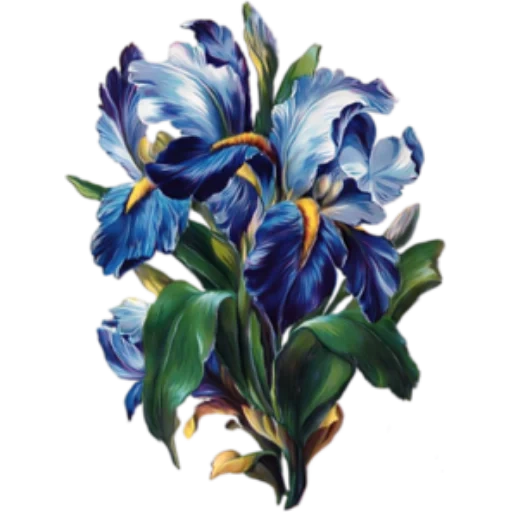 iris blue, iris, iris, mary burke's iris watercolor painting, bulge green iris towel 33 x 33 cm