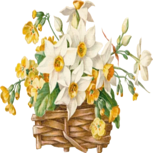flower chart, the flowers are beautiful, a bunch of daffodils, pasteurella daffodil, retro daffodils