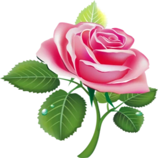 rose vector, rose pink, rose clip, rose pink cartoon, cartoon rose white background