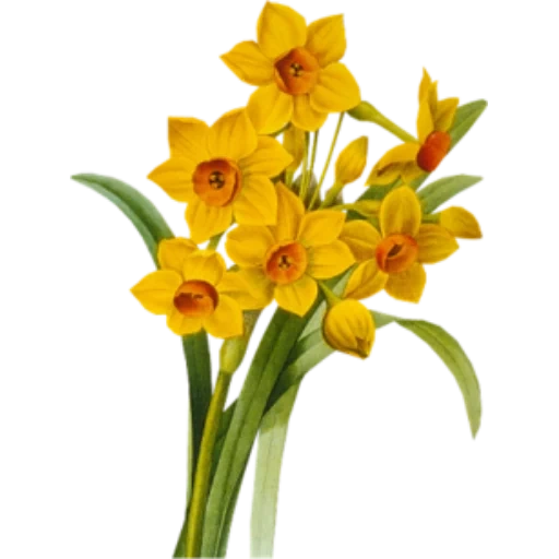 blumen, narcissus, narcissus, yellow daffodils, narcissus plants